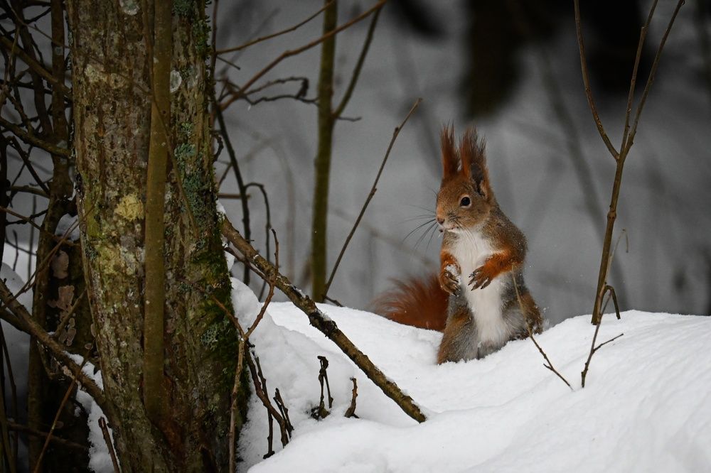 Фотография автора Irina Linina