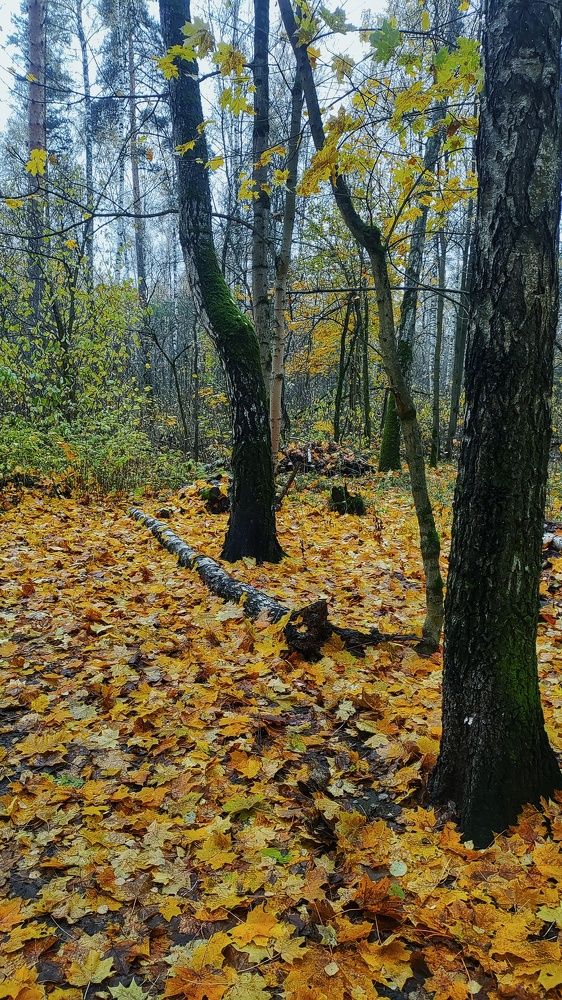 Photograph by Ирина Горбач