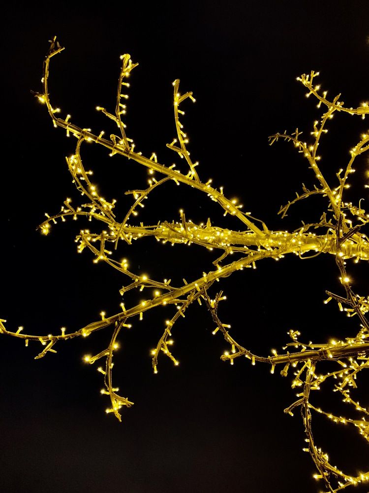 The Gold of the Night