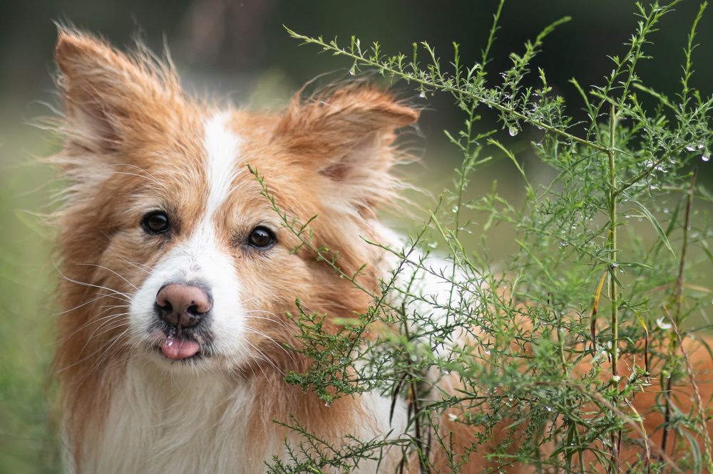 Photograph by Dex Deskins