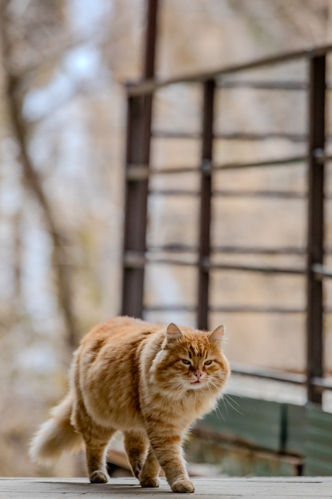 Photograph by Александр Вдовенко