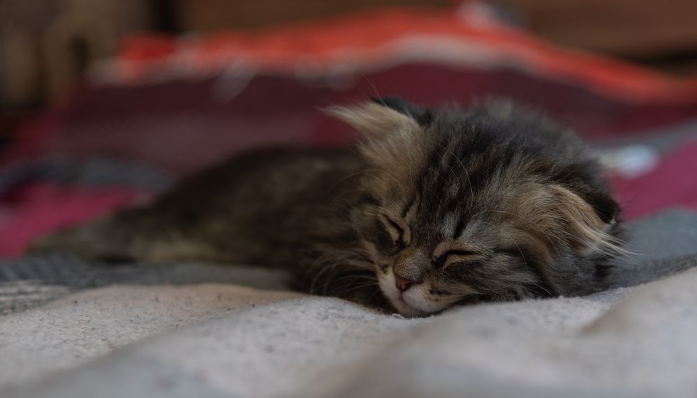 Photograph by Альварис Сукманюк