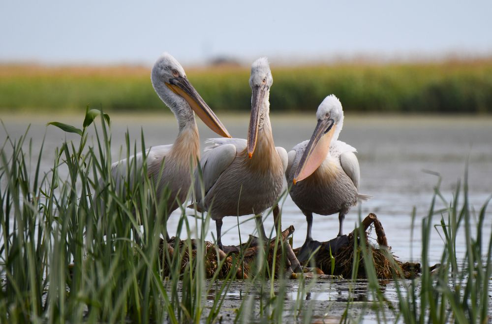 Photograph by strinoiu marian