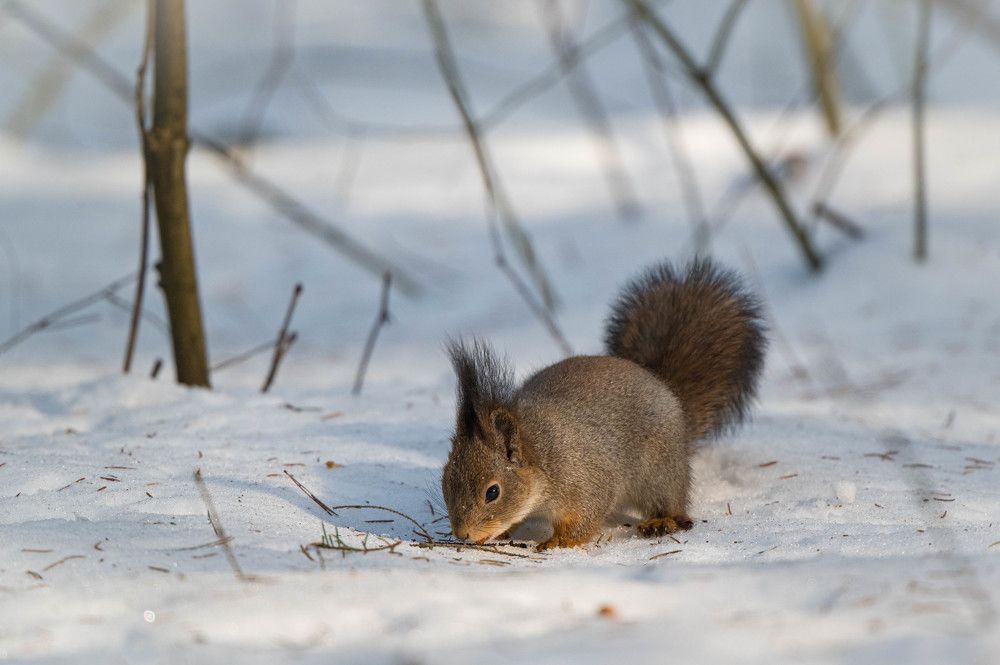 Photograph by Анастасия Жучкова