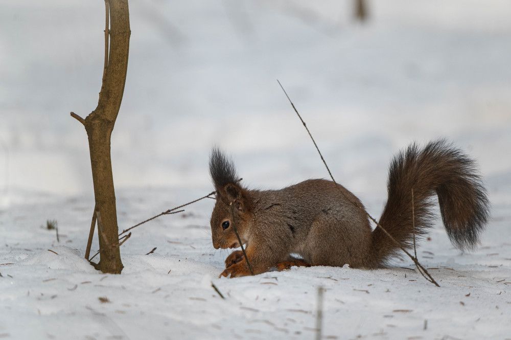 Photograph by Анастасия Жучкова