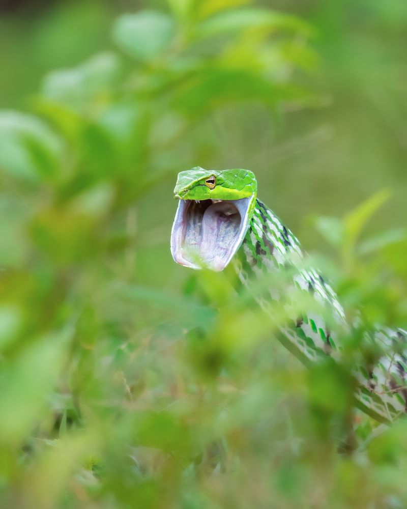 Blend into the Green