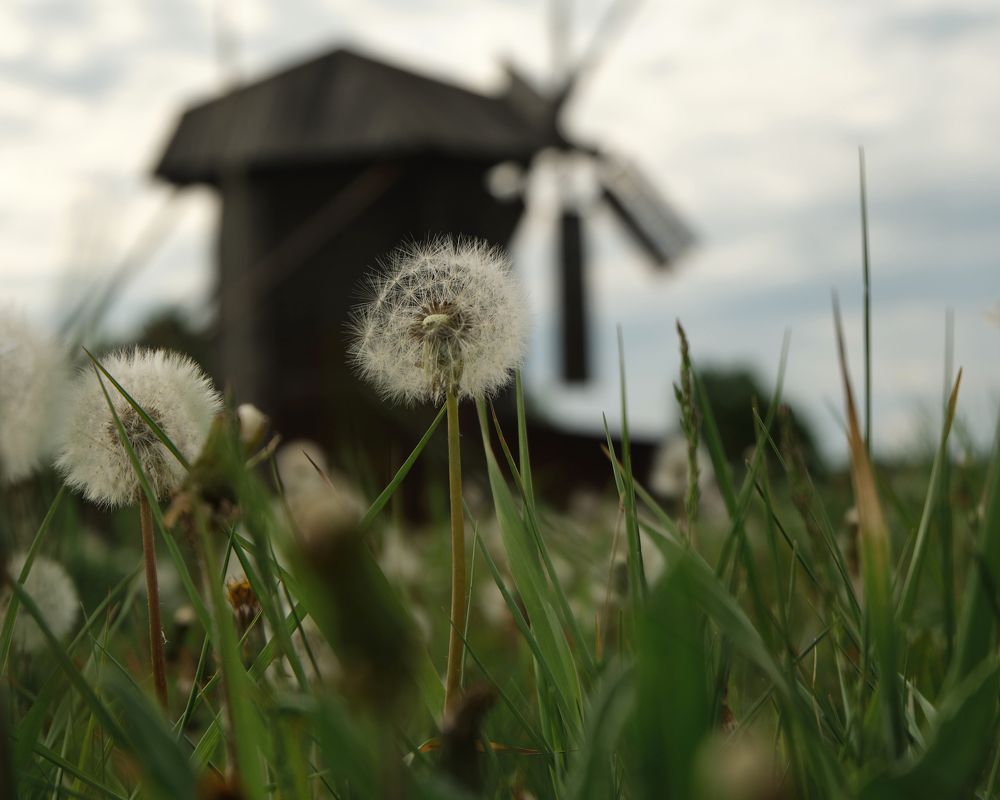 Майский день