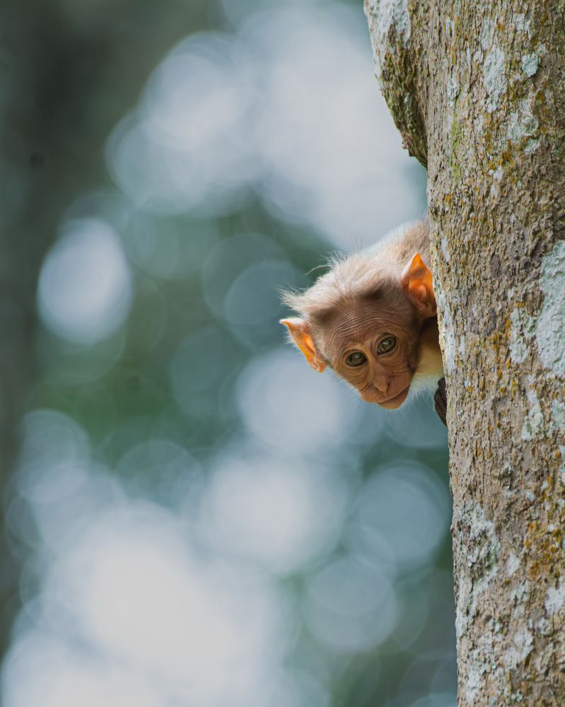 Monkey and the Bokeh
