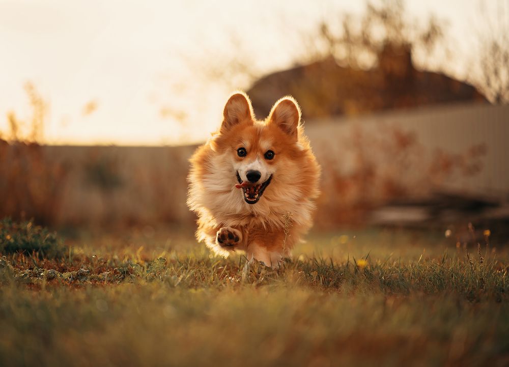 Смешарик Коржик