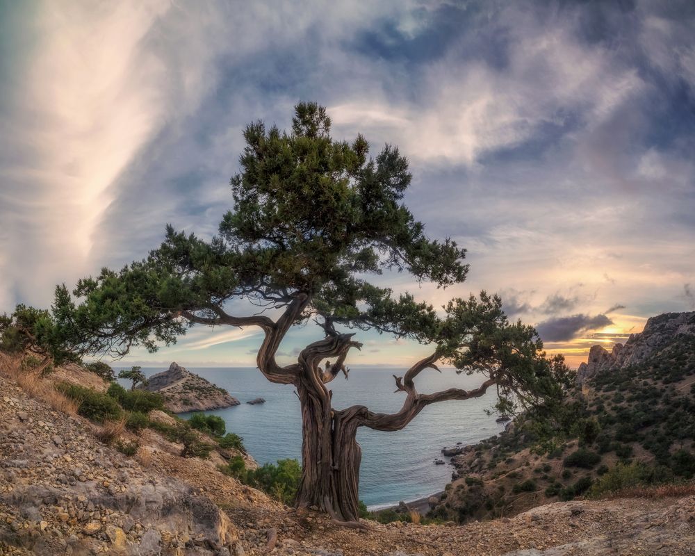 Фотография автора Дмитренко Екатерина