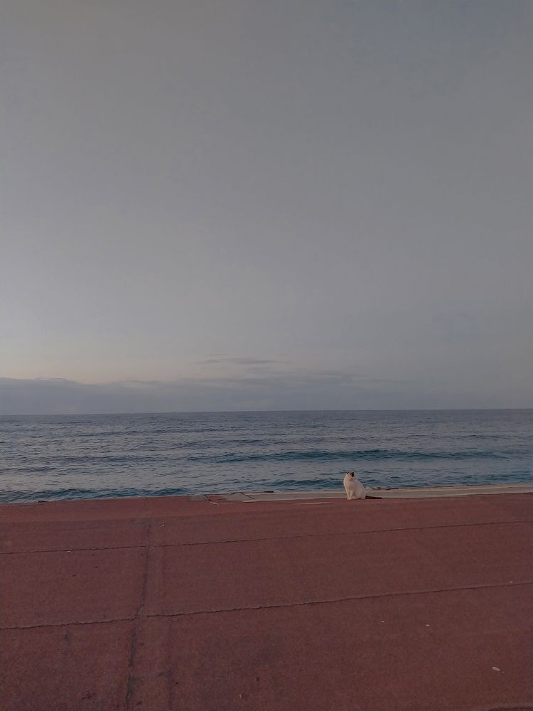 Фотография автора Mennatullah Dakhly