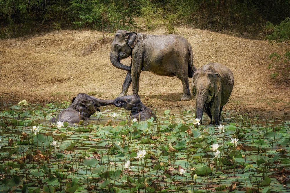 Photograph by Валерия Трейтяк