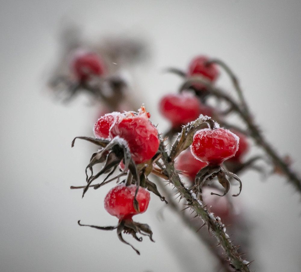 Photograph by Ольга Сафронова