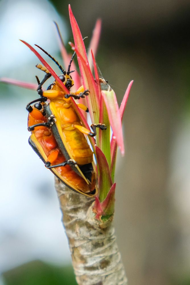 Photograph by Alexandra Karmirian