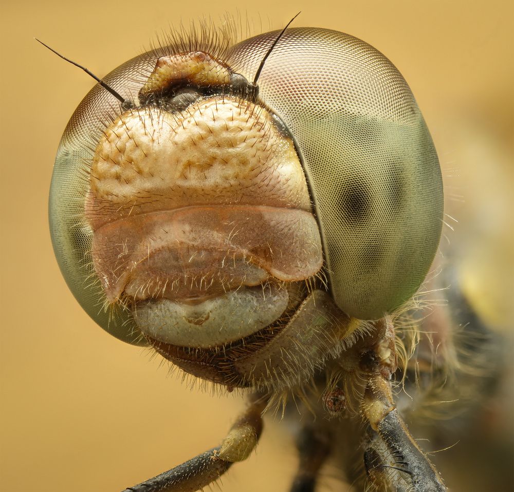 Портреты насекомых 2023