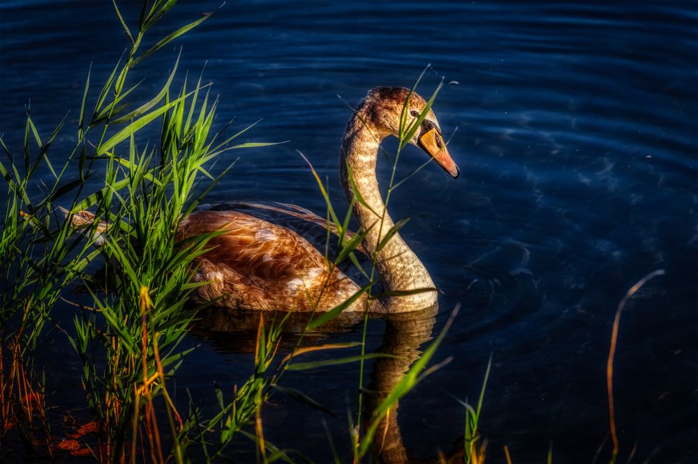 Photograph by Владимир Кваша