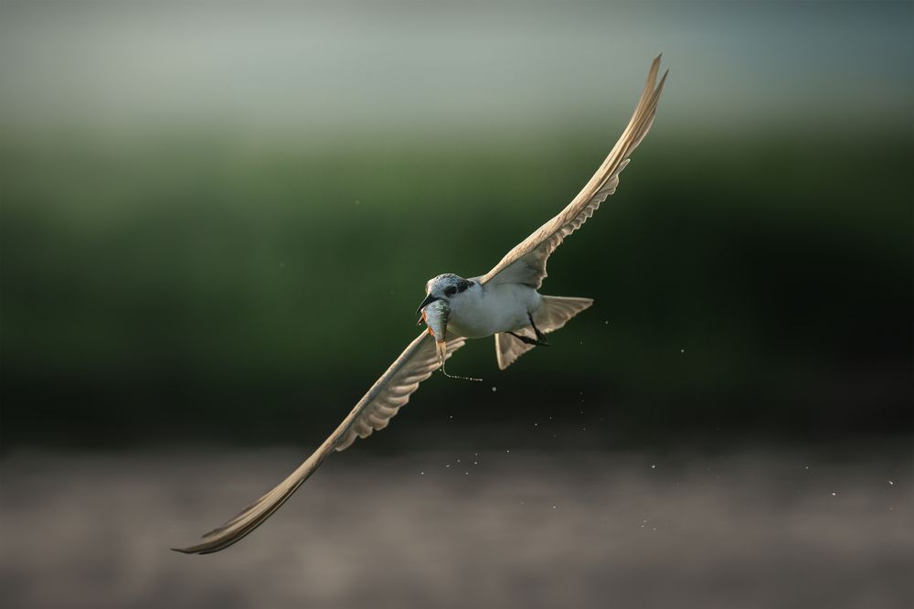 Photograph by Sharad Mansharamani