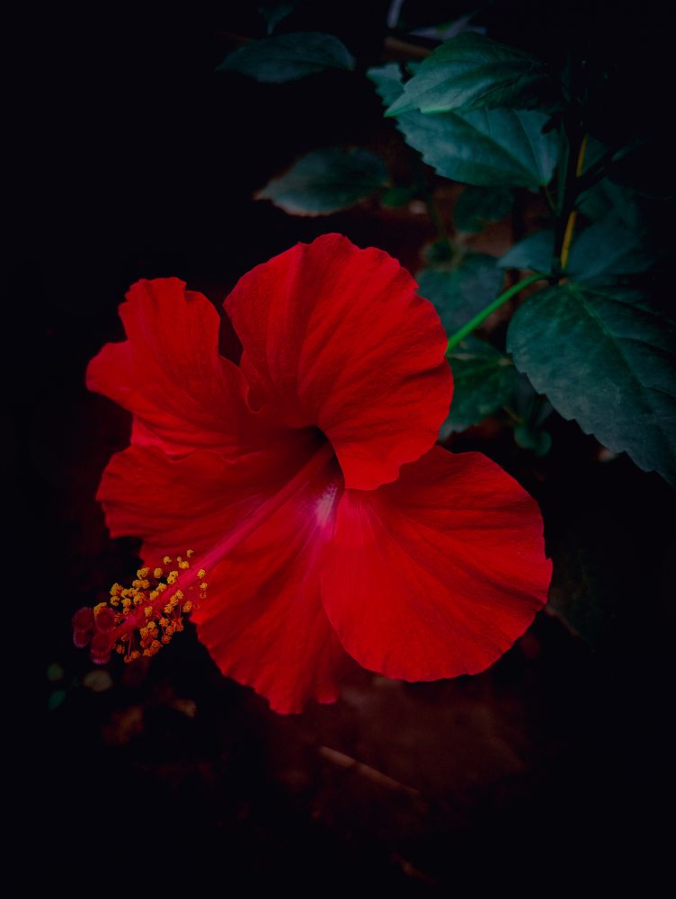 Flower photography