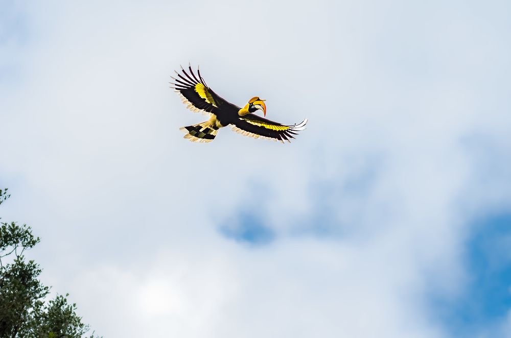 Hornbill