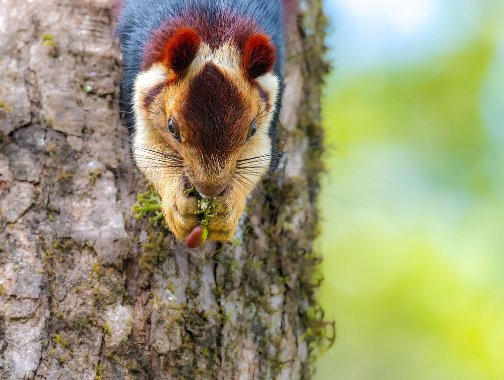 Фотография автора Sajeev Krishnan