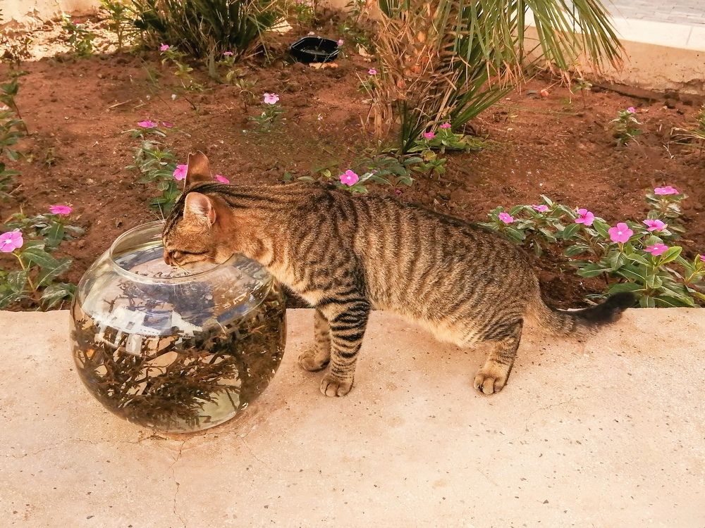 Photograph by Римма Бобрякова