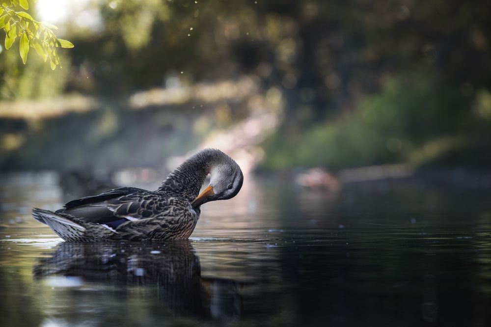 ... сам себя считаю городским теперь Я!