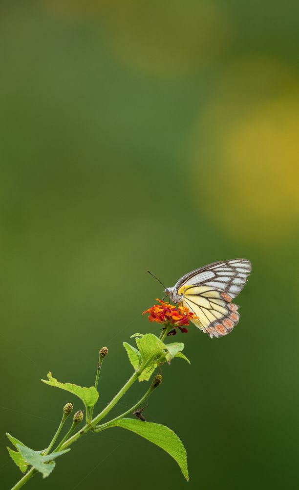 Photograph by Hariharan Ramanathan