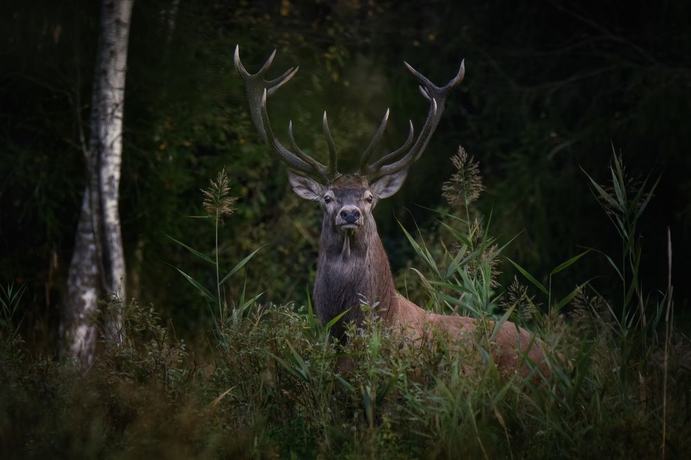 Photograph by Валерия Трейтяк