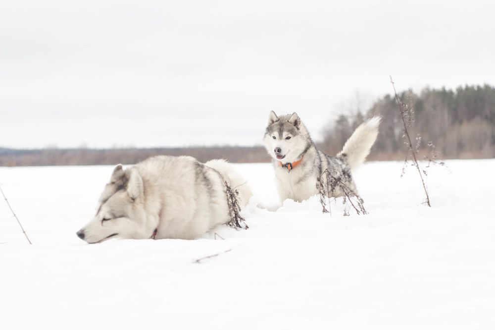 Photograph by Александра Раева