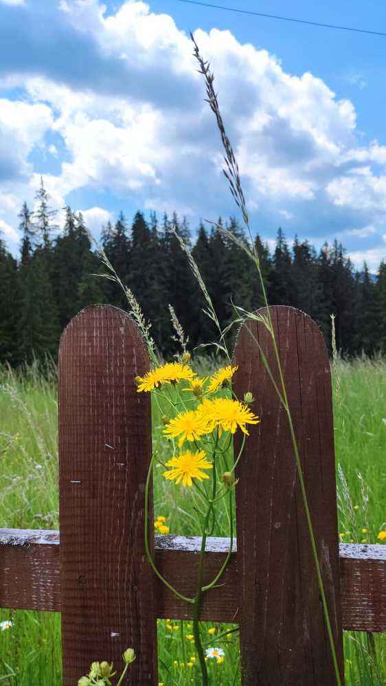 Photograph by rusenescu ramona