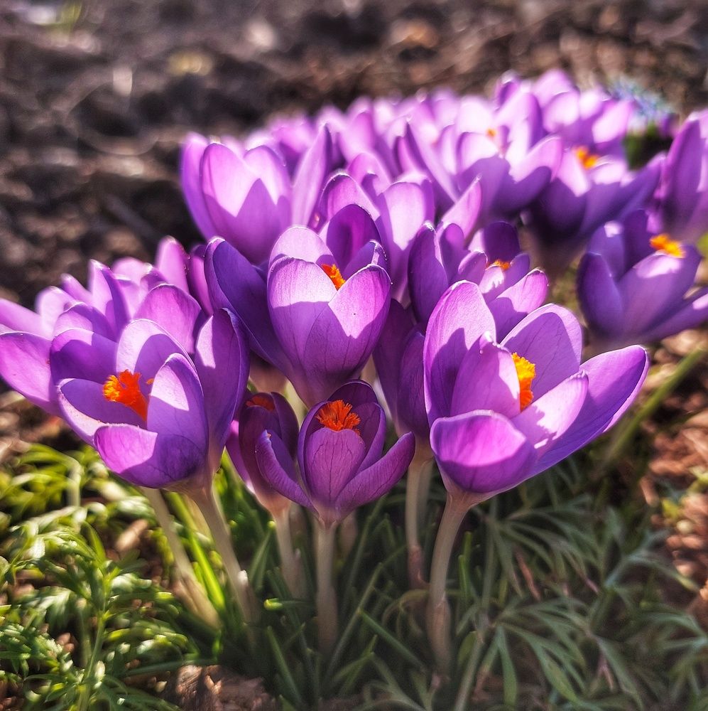 Photograph by Юлия Коробкова