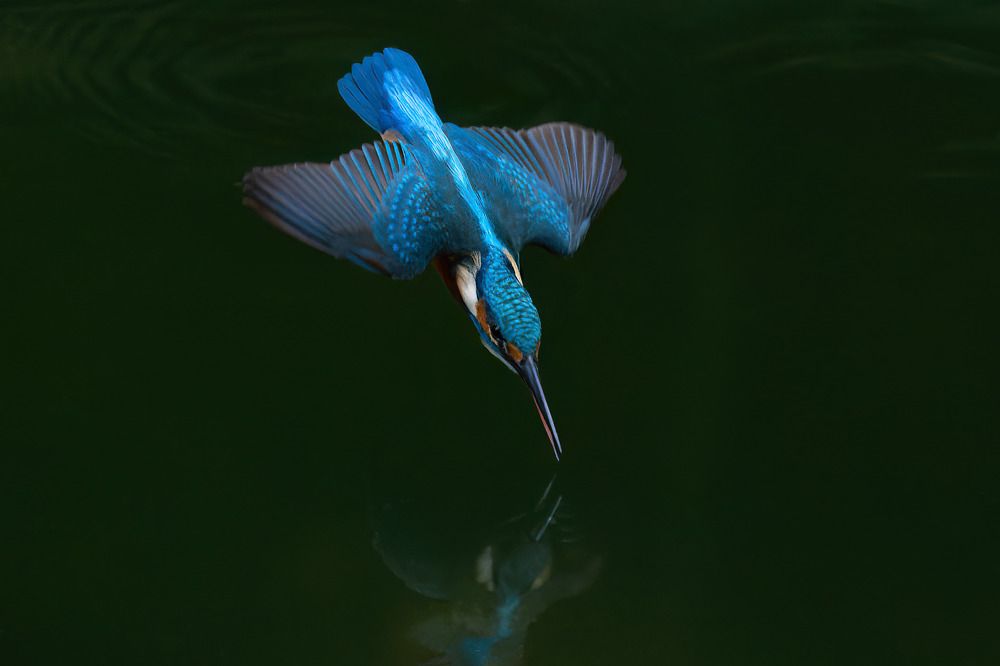 Фотография автора Toan Dinh