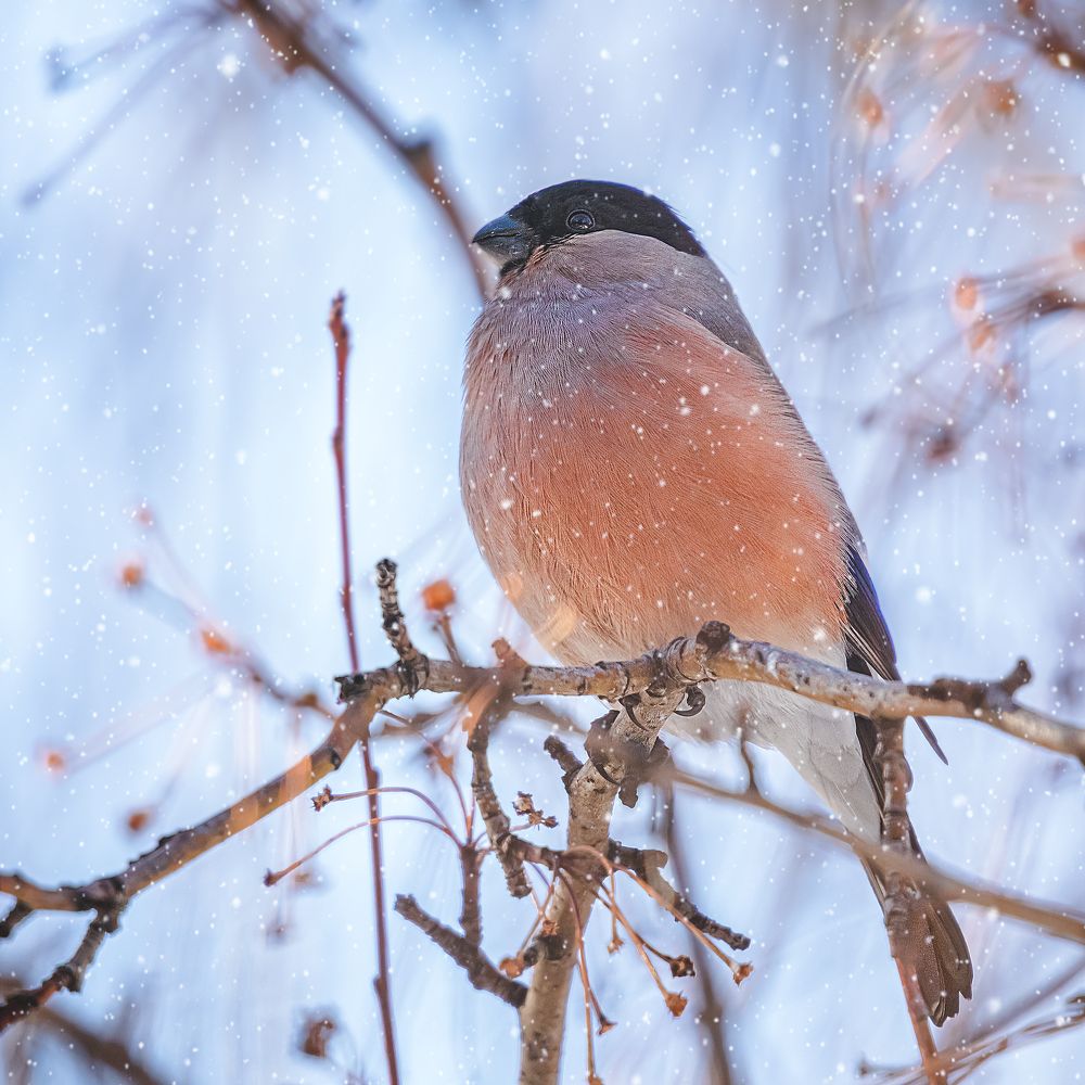 Photograph by Олег Белан