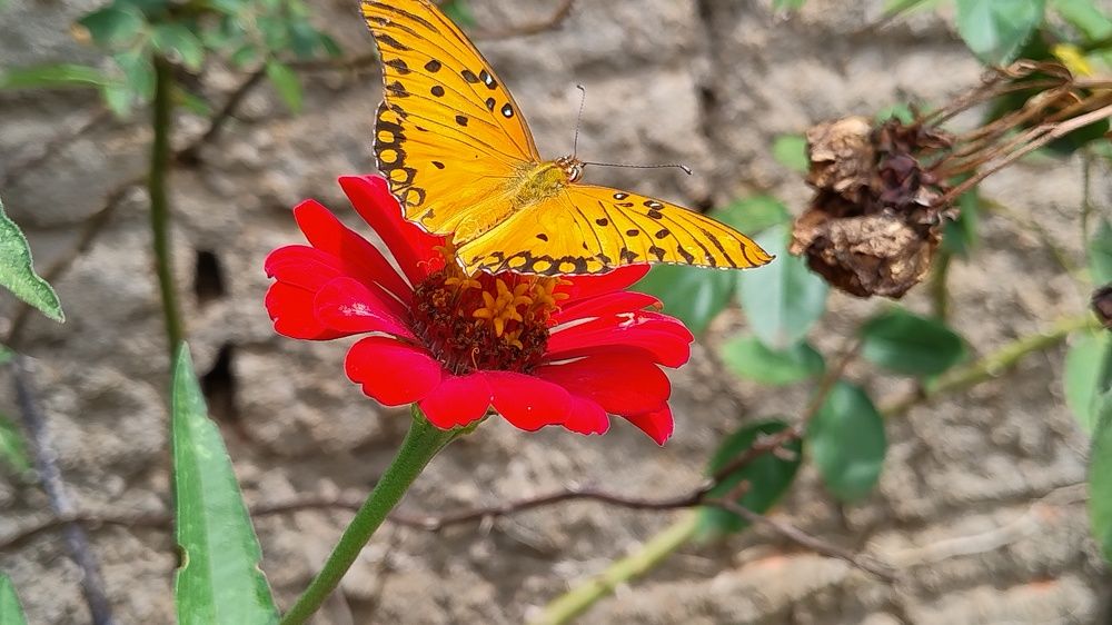 Borboleta sobre flor