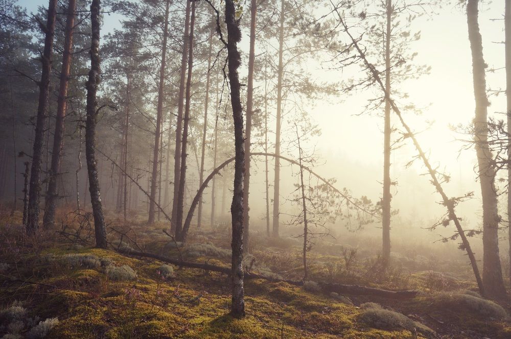 Photograph by Татьяна Шандромайло