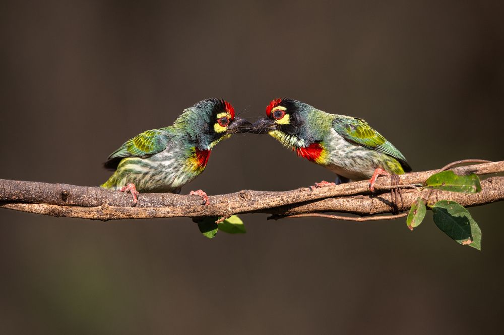 Coppersmith barbet