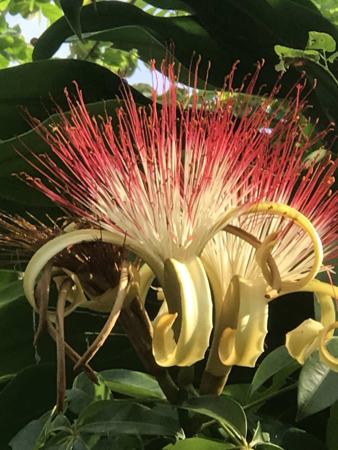 Nacimiento