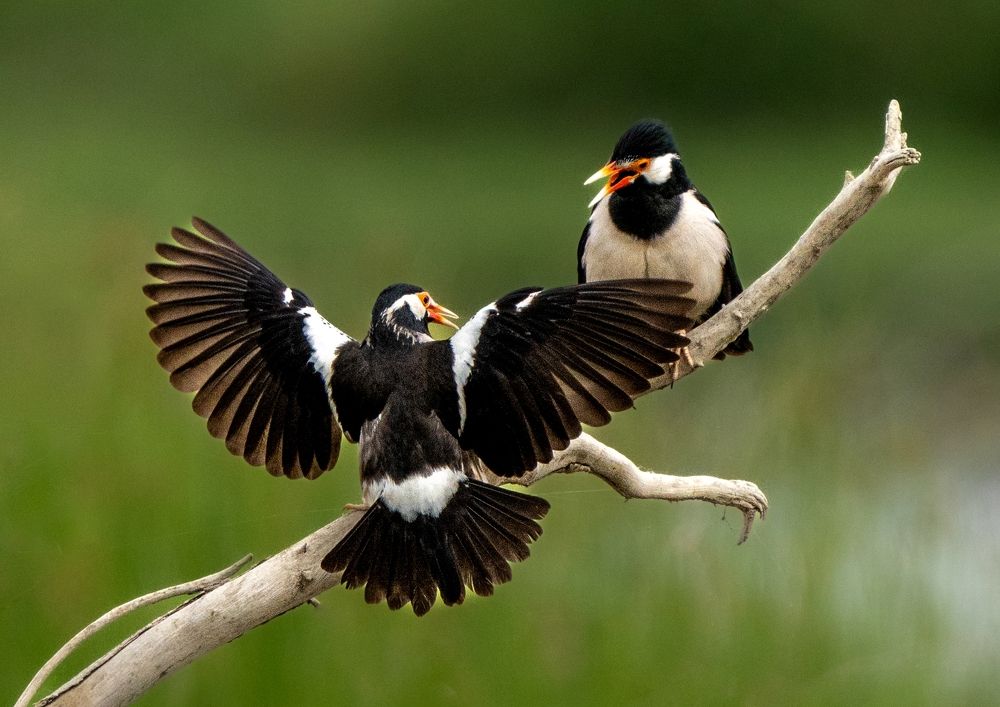 Sharing a heartfelt melody through gentle chirps