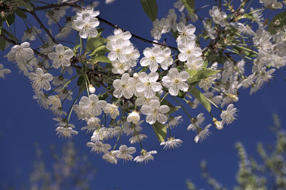 Photograph by Лидия