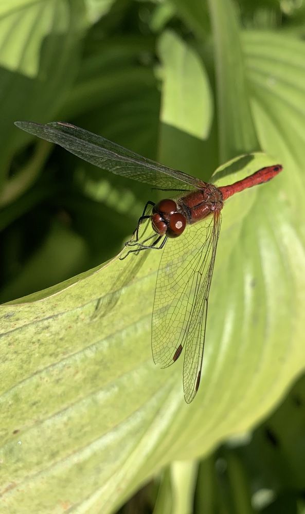 Кровяная стрекоза