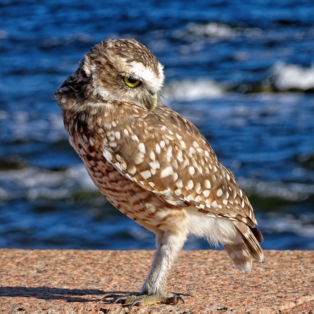 Photograph by Marcelo Luzzi