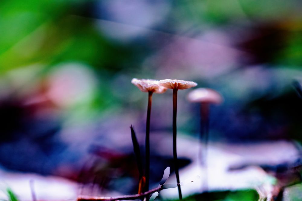 Photograph by Jose Pinto