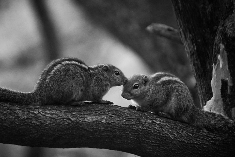 Photograph by Shraddha Karanjekar