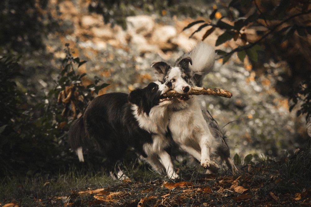 Фотография автора laura garcia