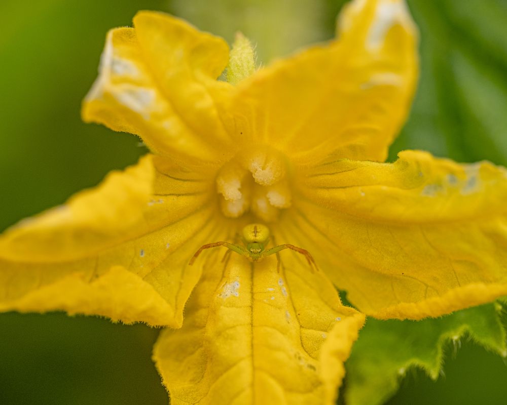 Photograph by БОРИС БЕЛКАНИЯ