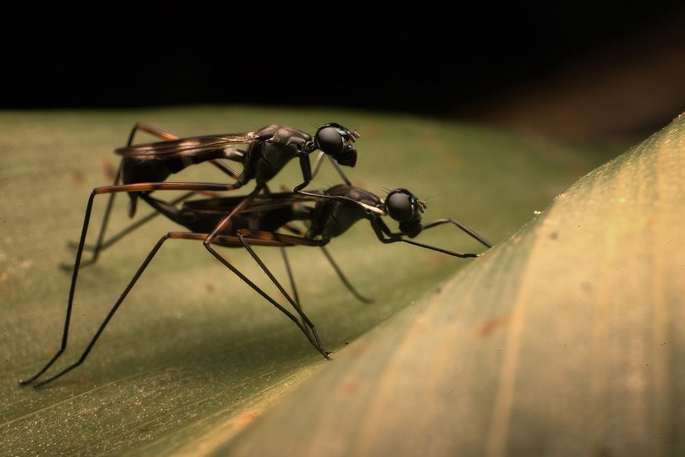 Photograph by Niranjan Baishya