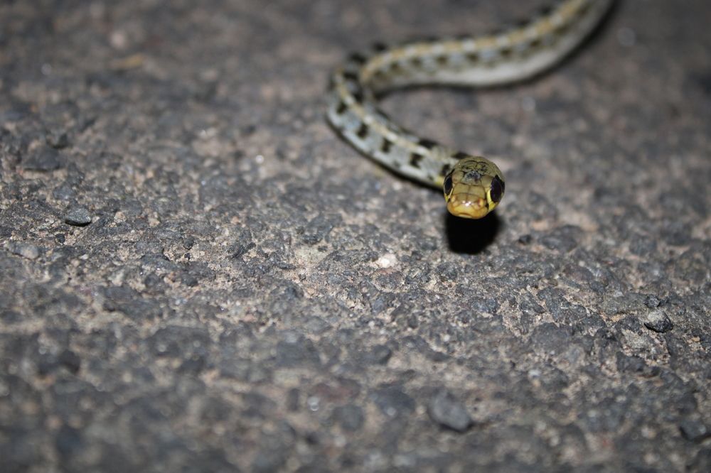 Photograph by Vishwa Trivedi