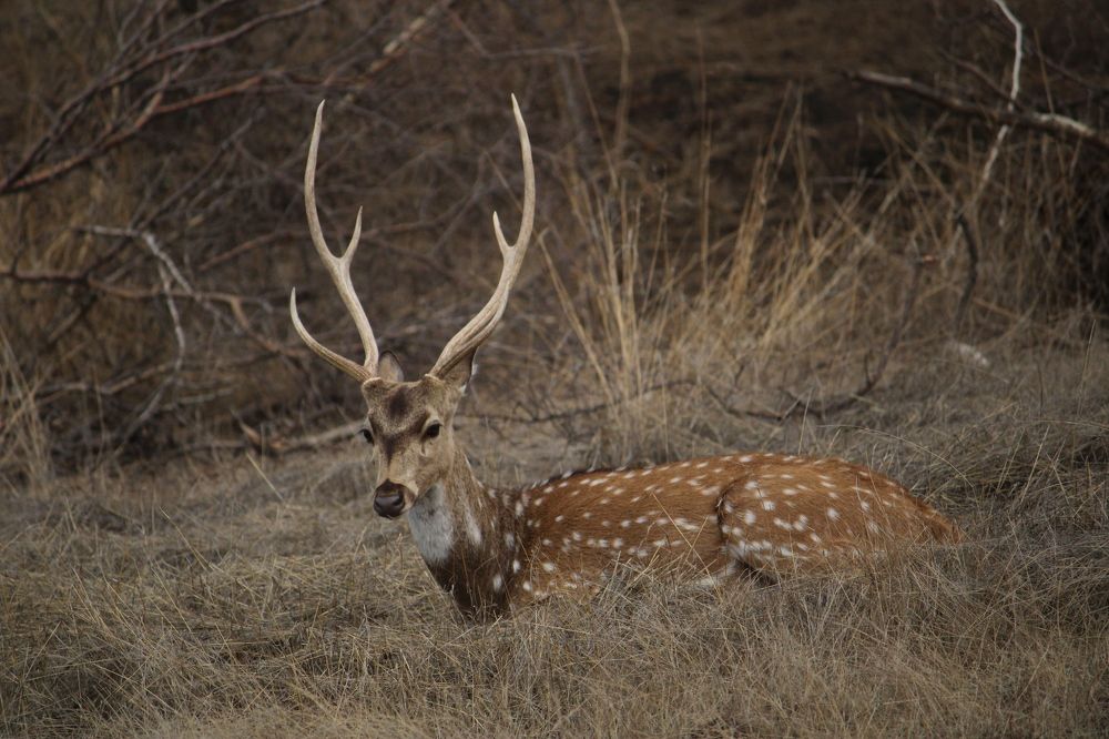 Photograph by Vishwa Trivedi