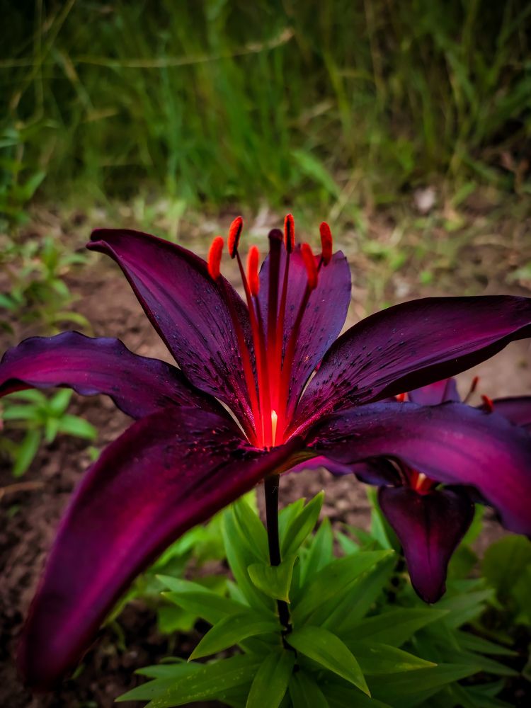 Аленький цветочек