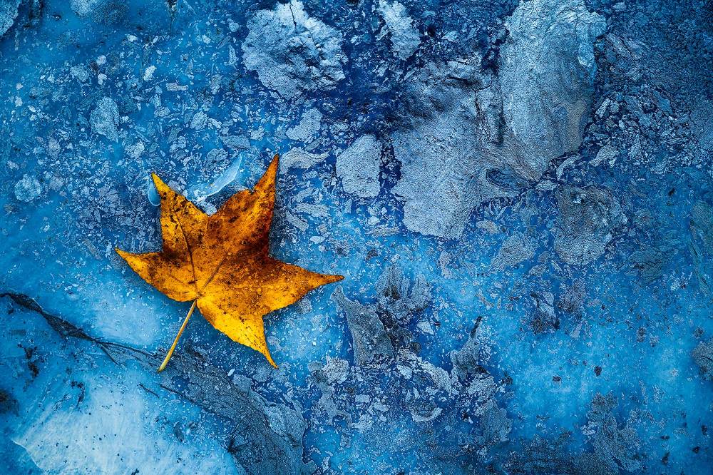 Autumn ice detail
